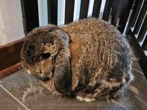 bunny during Expeditions for Farm + Exotic Pets in Salina